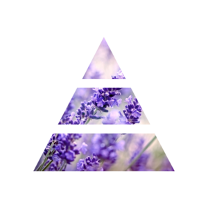 fragranza lavender&camomile piramide olfattiva my fragrances