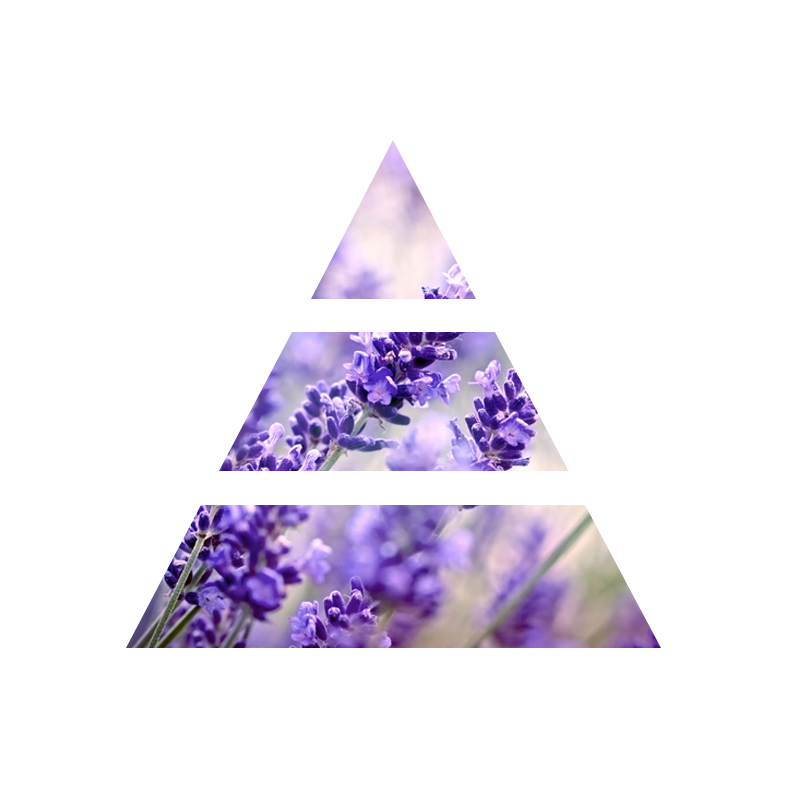 fragranza lavender&camomile piramide olfattiva my fragrances