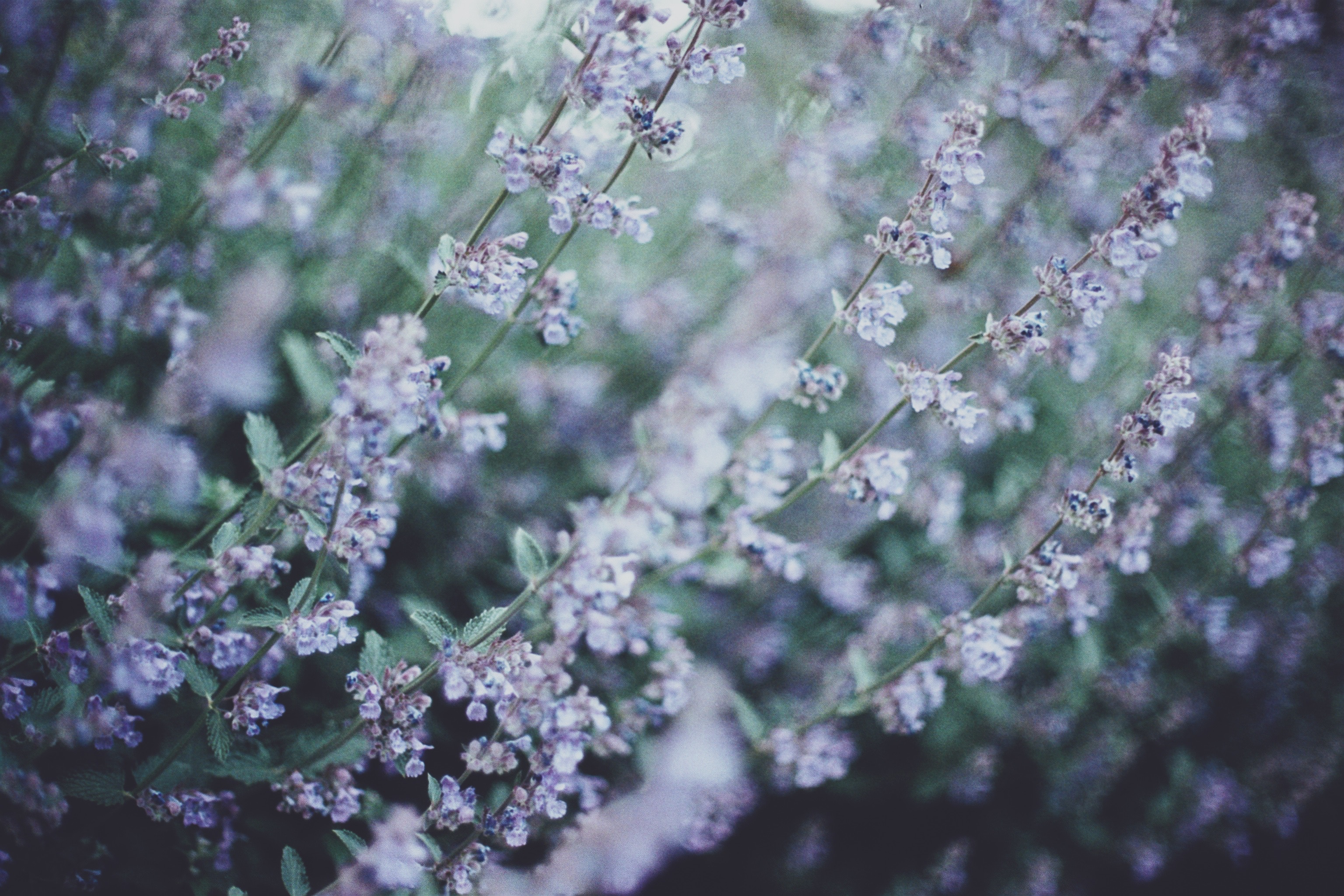 lavanda ingrediente e benefici